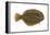 Flounder (Pseudopleuronectes Americanus), Fishes-Encyclopaedia Britannica-Framed Stretched Canvas