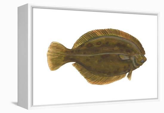 Flounder (Pseudopleuronectes Americanus), Fishes-Encyclopaedia Britannica-Framed Stretched Canvas