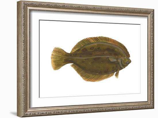 Flounder (Pseudopleuronectes Americanus), Fishes-Encyclopaedia Britannica-Framed Art Print