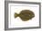 Flounder (Pseudopleuronectes Americanus), Fishes-Encyclopaedia Britannica-Framed Art Print