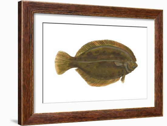 Flounder (Pseudopleuronectes Americanus), Fishes-Encyclopaedia Britannica-Framed Art Print