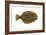 Flounder (Pseudopleuronectes Americanus), Fishes-Encyclopaedia Britannica-Framed Art Print
