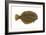 Flounder (Pseudopleuronectes Americanus), Fishes-Encyclopaedia Britannica-Framed Art Print