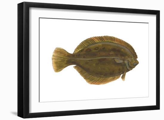 Flounder (Pseudopleuronectes Americanus), Fishes-Encyclopaedia Britannica-Framed Art Print