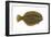 Flounder (Pseudopleuronectes Americanus), Fishes-Encyclopaedia Britannica-Framed Art Print