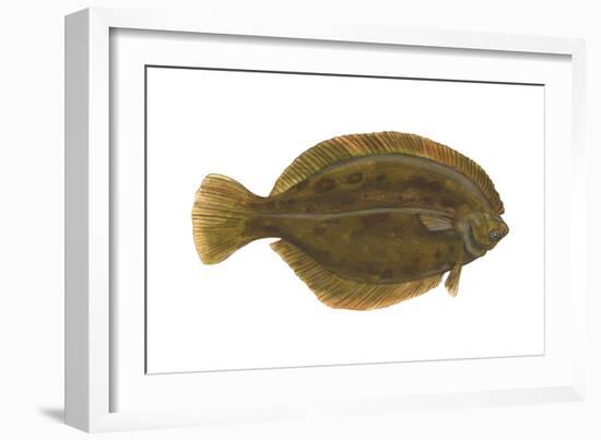 Flounder (Pseudopleuronectes Americanus), Fishes-Encyclopaedia Britannica-Framed Art Print