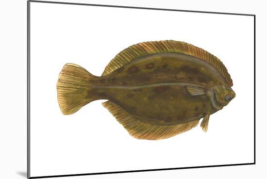 Flounder (Pseudopleuronectes Americanus), Fishes-Encyclopaedia Britannica-Mounted Art Print