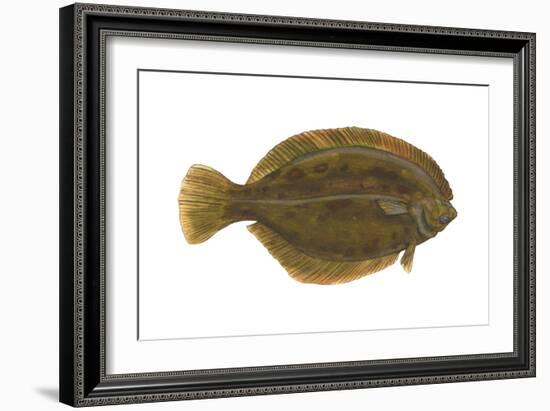 Flounder (Pseudopleuronectes Americanus), Fishes-Encyclopaedia Britannica-Framed Art Print