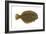 Flounder (Pseudopleuronectes Americanus), Fishes-Encyclopaedia Britannica-Framed Art Print