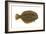 Flounder (Pseudopleuronectes Americanus), Fishes-Encyclopaedia Britannica-Framed Art Print