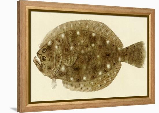 Flounder-null-Framed Premier Image Canvas