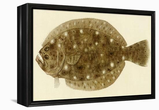 Flounder-null-Framed Premier Image Canvas