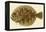 Flounder-null-Framed Premier Image Canvas