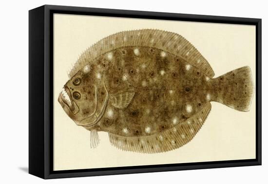 Flounder-null-Framed Premier Image Canvas