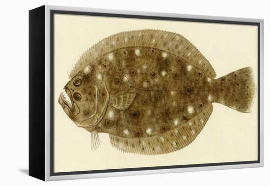 Flounder-null-Framed Premier Image Canvas