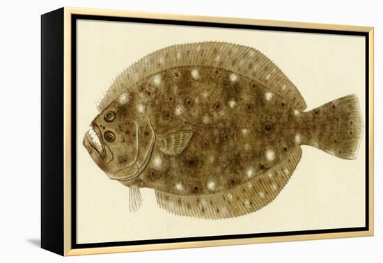 Flounder-null-Framed Premier Image Canvas