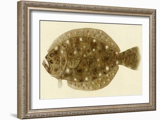 Flounder-null-Framed Giclee Print