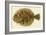 Flounder-null-Framed Giclee Print