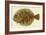 Flounder-null-Framed Giclee Print