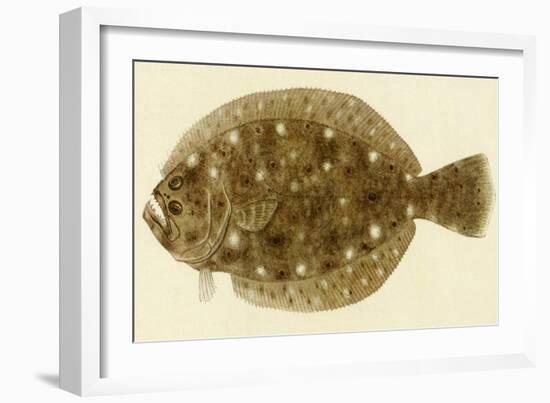 Flounder-null-Framed Giclee Print