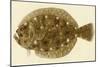 Flounder-null-Mounted Giclee Print
