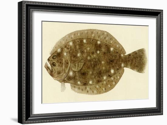 Flounder-null-Framed Giclee Print