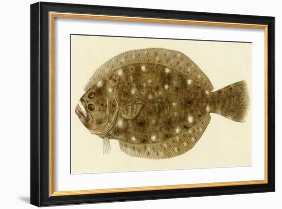 Flounder-null-Framed Giclee Print