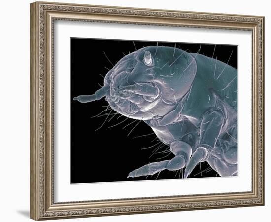 Flour Beetle Larva, SEM-Steve Gschmeissner-Framed Photographic Print