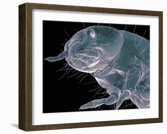 Flour Beetle Larva, SEM-Steve Gschmeissner-Framed Photographic Print