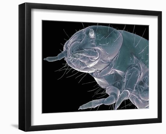 Flour Beetle Larva, SEM-Steve Gschmeissner-Framed Photographic Print