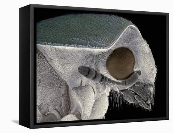 Flour Beetle, SEM-Steve Gschmeissner-Framed Premier Image Canvas