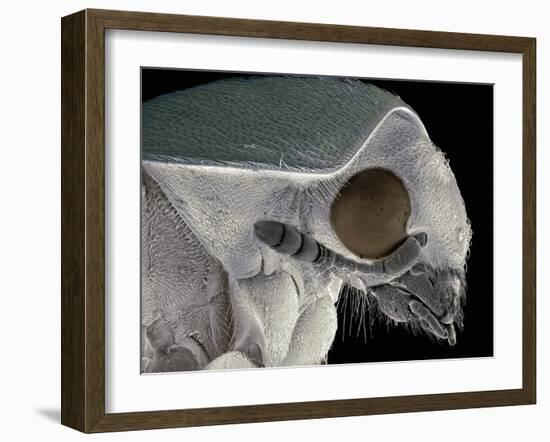 Flour Beetle, SEM-Steve Gschmeissner-Framed Photographic Print