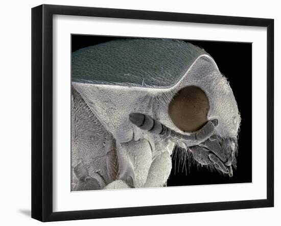 Flour Beetle, SEM-Steve Gschmeissner-Framed Photographic Print