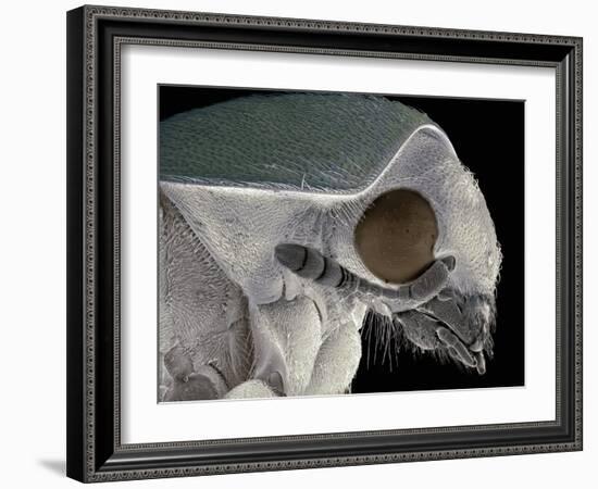 Flour Beetle, SEM-Steve Gschmeissner-Framed Photographic Print