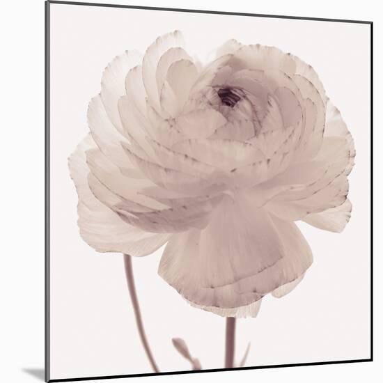 Flourish - Serene-Katja Marzahn-Mounted Giclee Print