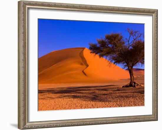 Flourishing Tree with Soussevlei Sand Dune, Namibia-Joe Restuccia III-Framed Photographic Print