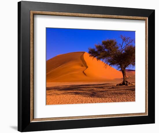 Flourishing Tree with Soussevlei Sand Dune, Namibia-Joe Restuccia III-Framed Photographic Print