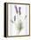 Floursack Lavender III-Danhui Nai-Framed Stretched Canvas