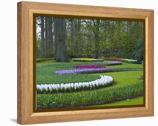 Flowebed Wiht Hyacinths, Keukenhof Gardens, Lisse, Holland-Anna Miller-Framed Premier Image Canvas