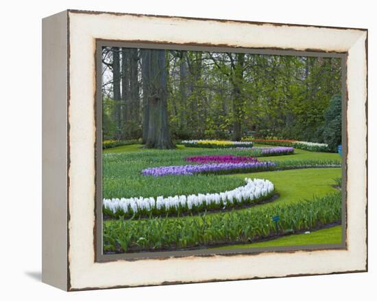 Flowebed Wiht Hyacinths, Keukenhof Gardens, Lisse, Holland-Anna Miller-Framed Premier Image Canvas