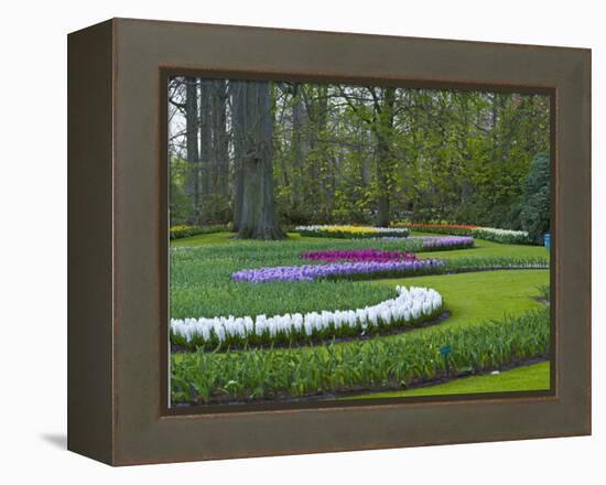 Flowebed Wiht Hyacinths, Keukenhof Gardens, Lisse, Holland-Anna Miller-Framed Premier Image Canvas