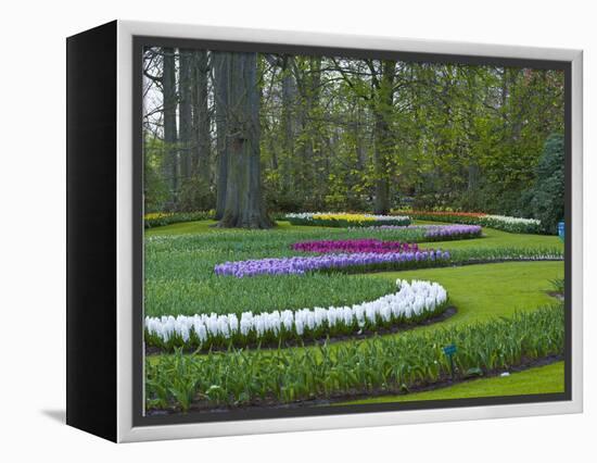 Flowebed Wiht Hyacinths, Keukenhof Gardens, Lisse, Holland-Anna Miller-Framed Premier Image Canvas