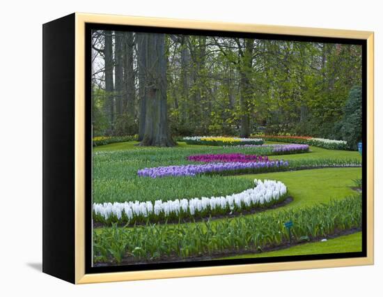 Flowebed Wiht Hyacinths, Keukenhof Gardens, Lisse, Holland-Anna Miller-Framed Premier Image Canvas