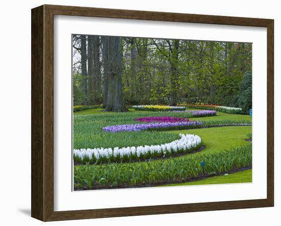 Flowebed Wiht Hyacinths, Keukenhof Gardens, Lisse, Holland-Anna Miller-Framed Photographic Print