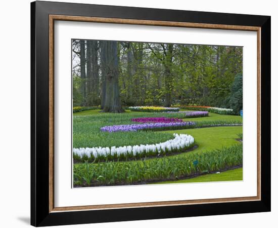 Flowebed Wiht Hyacinths, Keukenhof Gardens, Lisse, Holland-Anna Miller-Framed Photographic Print