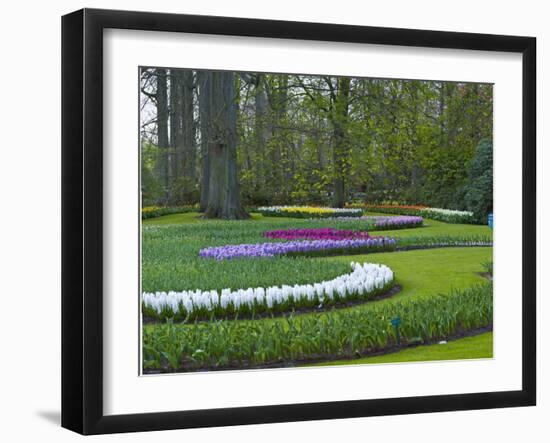 Flowebed Wiht Hyacinths, Keukenhof Gardens, Lisse, Holland-Anna Miller-Framed Photographic Print