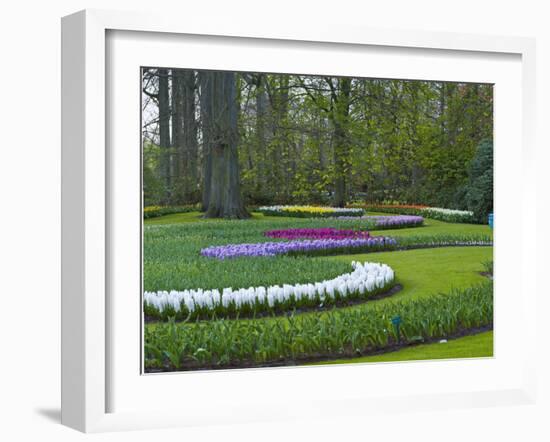 Flowebed Wiht Hyacinths, Keukenhof Gardens, Lisse, Holland-Anna Miller-Framed Photographic Print