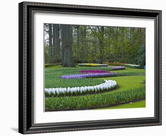 Flowebed Wiht Hyacinths, Keukenhof Gardens, Lisse, Holland-Anna Miller-Framed Photographic Print