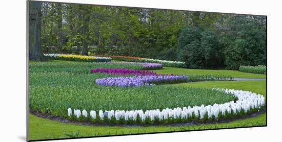 Flowebed Wiht Hyacinths, Keukenhof Gardens, Lisse, Holland-Anna Miller-Mounted Photographic Print