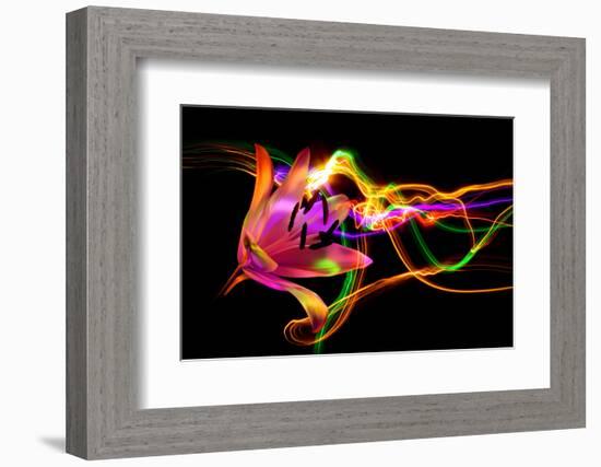 Flower a Lily & Night Neon Lights--Vladimir--Framed Photographic Print